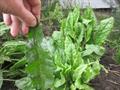 Rumex acetosa